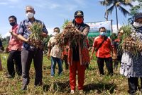Bupati Dewi Handajani Panen Bawang Merah di Kecamatan Sumberejo. Ist