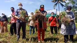 Bupati Dewi Handajani Panen Bawang Merah di Kecamatan Sumberejo. Ist