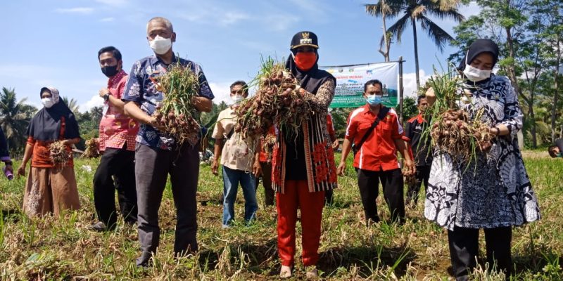 Bupati Dewi Handajani Panen Bawang Merah di Kecamatan Sumberejo. Ist