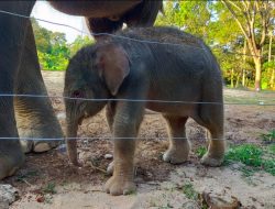 Asik, Populasi Gajah Sumatera di Lampung Bertambah
