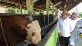 Kunjungan Pj Gubernur ke Kandang Sapi Disnakeswan  