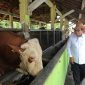 Kunjungan Pj Gubernur ke Kandang Sapi Disnakeswan  