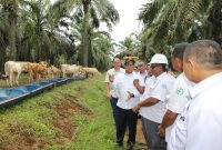 Pj Gubernur Lampung Tinjau Peternakan Sapi di Lampung Utara 