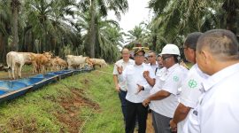 Pj Gubernur Lampung Tinjau Peternakan Sapi di Lampung Utara 